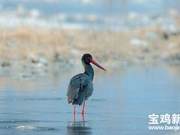 Black-necked Cranes ‘Visit’ Taibai