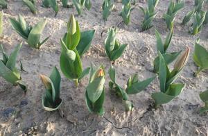 Hello West Lake Residents, The Tulips Are Blooming!