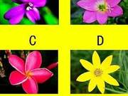 Which Flower Did You Like the First Time? It Reveals Whether You Will Recently Encounter Benefactors or Malefactors?