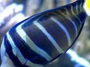 Are Marine Fish Fasting? The Complete Solution with Detailed Steps!
