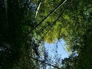 Ancient Style Reflections on Summer