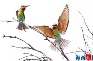 Currently, there are 381 wild bird species in Xiamen; Recent summer migrants are returning