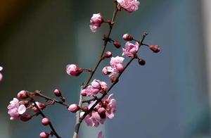 Pingyin Scenery: In March, the Flowers of Pingyin are Like Brocade, Enchanting Visitors with Vibrant Spring Colors