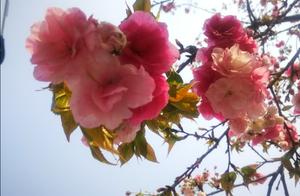 Cherry Blossoms Welcome Spring on Shilin Middle Road