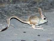 Similarly Belonging to Rodents, the Long-Eared Jerboa, a Fusion of Various Animals, Has a Different Fate