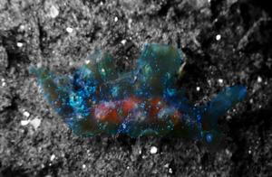 Cute Sea Rabbit (126) - Meat Snail (5): Blue Nosed Meat Snail (An)