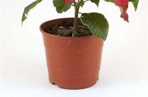 4 Potted Plants, Which One Will You Buy? Test Your Career Success Potential