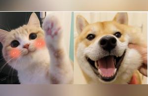 Passed! Shenzhen Outlaws Cat and Dog Consumption, Consumers Face Heavy Penalties!