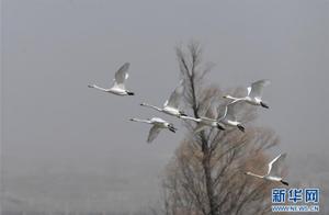 Yellow River Shallows Welcoming Migratory Birds