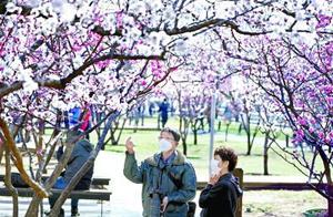 Enjoying Plum Blossoms Beneath the Ming City Wall