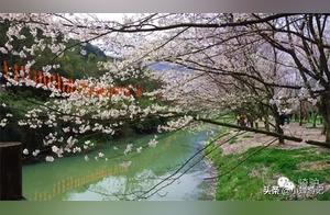 Shaoxing Wanwei Mountain's Spring: A Romantic Display of Cherry Blossoms