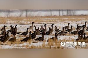 Official Arrival of Spring's Message: Hunchun Jingxin Wetland Wild Geese Return!