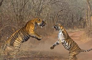 Why Do Tigers Consider Territory to Be Life? Scientists Tracked for 8 Months Found the Truth