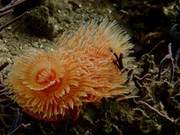 Marine Primitive Organisms (24) - Tube Worm (3): Orange-Red Left-Handed Tube Worm (Amed)