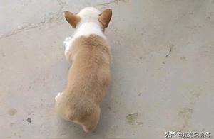 Netizens found the Corgi cute and wanted to call it to play, but it startled them.