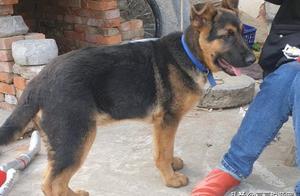 German Shepherd Runs Away to Play, Owner Suddenly Appears, Scares It Stiff