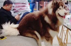 After Alaskan Malamute Had Puppies, It Looked Down and Said, 'What Are These Things?'