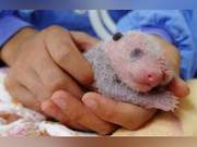 How Difficult Is It for Giant Pandas to Be Born?
