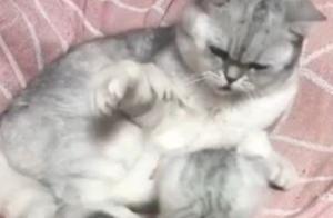 Dad Cat Punishes Son, Suddenly Feels a Chill on His Back, Turns Around and Immediately Becomes Submissive: 'Honey, I'm Sorry'