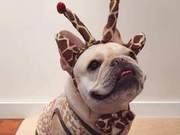 Is a 1-Year-Old French Bulldog Introverted and Doesn't Like Walks a Good or Bad Thing?