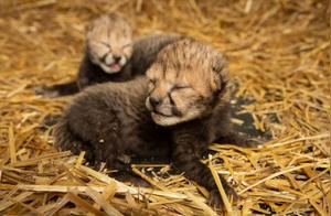 First-Ever In Vitro Fertilized Cheetah Cub Born, Scientists Have Studied for 15 Years, Can Save Endangered Species