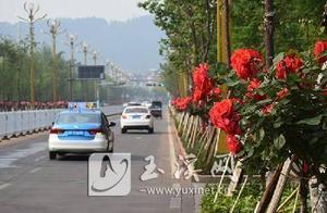 Flowers Blooming in the City, People Enjoying the Flowers