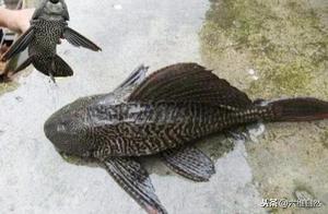 Why Don't Goldfish Spread in South American Rivers? Seeing Goldfish Eat Each Other, It's Because Fish Are on the Menu