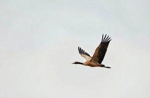 Video | First Batch of Black-Necked Cranes Return to the Plateau, Coexisting with Yaks and Red Ducks on the Anjia Grassland Wetland