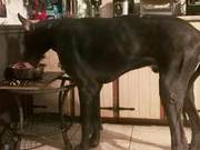 A Great Dane in Canada Reaches Over 2 Meters in Height, Often Mistaken for a Horse