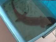 70cm Long! Xuzhou Citizen Catches Wild Mudpuppy by the Grand Canal