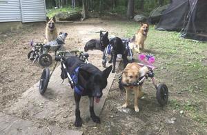 Kind Lady Rescues Wheelchair Dog, Dog: Thank You, My Owner, You Are So Good to Me