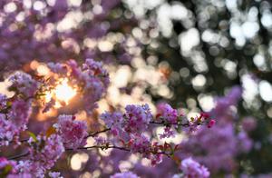 Beauty of Changning County City, Yunnan Province: Birdsong, Flowers, and Captivated People