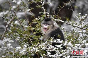 Snowy Sprite – Yunnan Golden Monkey
