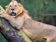 A Pride of 100 Water Buffalo Scares a Lion to Death, It Climbs a Tree and Shakes in Fear, Becoming an Emoji