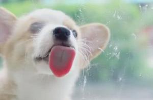 Dog Licks Glass Outside, Owner Secretly Records, Netizens Exclaim: 'Immediately Set as Wallpaper!'