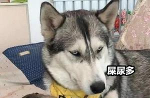 Husky Fiercely Protects Its Cubs, Refuses to Let Anyone Touch Them; Its Reaction Changes Dramatically When Offered Chicken