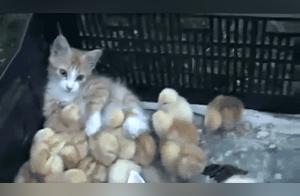 Mistaken as Chicken Mom by a Group of Chicks: Cat's Heart is Crushed
