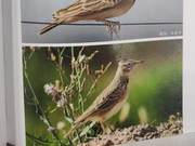 Birds of the Yellow River Delta – Mongolian Plover