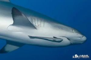 The ocean has a fish resembling a footprint, even sharks become its ride, traveling anywhere on a 'wind current'.