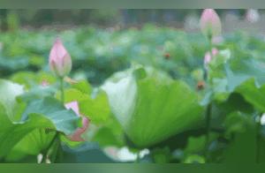 Huayin Lotus Garden is so beautiful, wanna meet up?