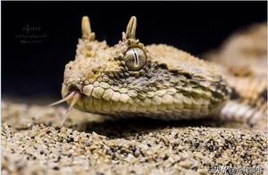 Horned Viper: The Venomous Snake with Dragon-Like Horns – Do You Know About It?
