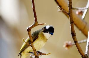 Listening to the Warbler
