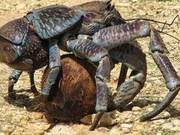 World’s ‘Largest’ Crab: Weighing Up to 6000 Grams, Crabs Can Easily Crack Open Coconuts