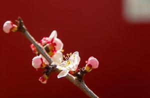 Scenic Spot Collection | A Romantic Rendezvous in the Dongying Flower Sea