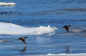 Spring River Ducks Foretell the Warming