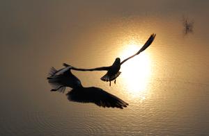 Seagulls, Here Too