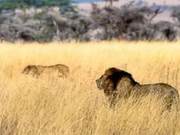 Summer East Africa Wildlife Migration Expedition | Registration