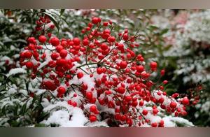 Mist, Snow, and Frost Blossoms: Another Spring Beckons