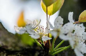 Chongqing Changshou: 500 Acres of Pear Blossoms in Bloom, Awaiting Tourists