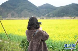 Rapeseed Flowers Bloom at Bu Gu Lake